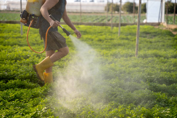 Best Mosquito Control Services  in Micco, FL