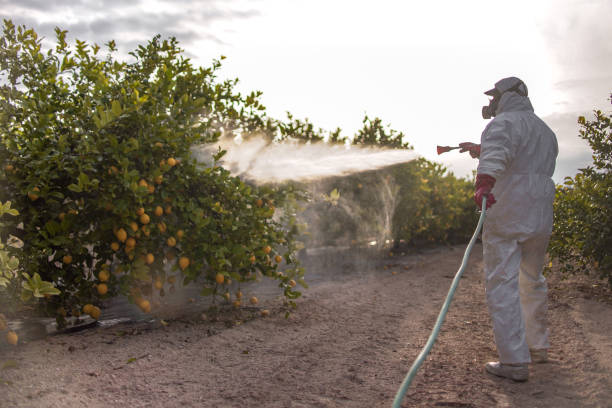Best Bed Bug Extermination  in Micco, FL