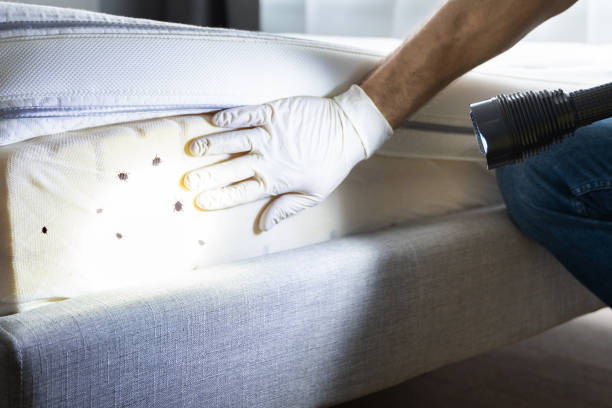 Best Termite Control Services  in Micco, FL