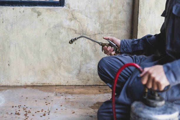 Best Wasp Removal Services  in Micco, FL